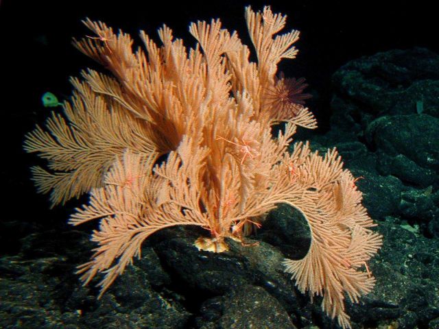 A large primnoid octocoral (sea fan), one of many new species of corals discovered during this expedition. Picture