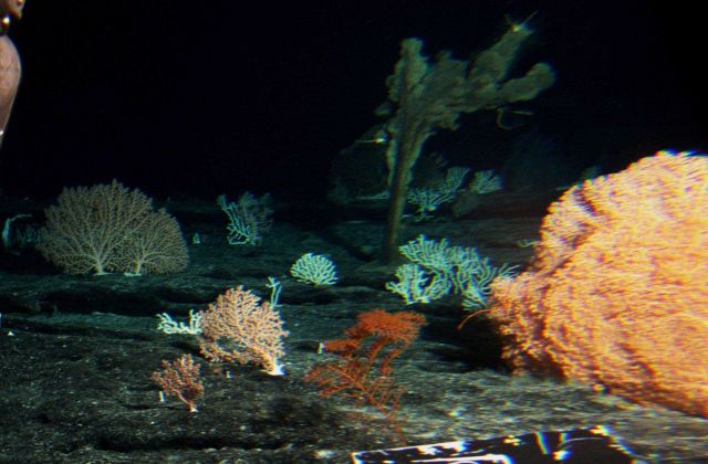 Corals and sponges were very abundant and diverse on the seamounts Picture