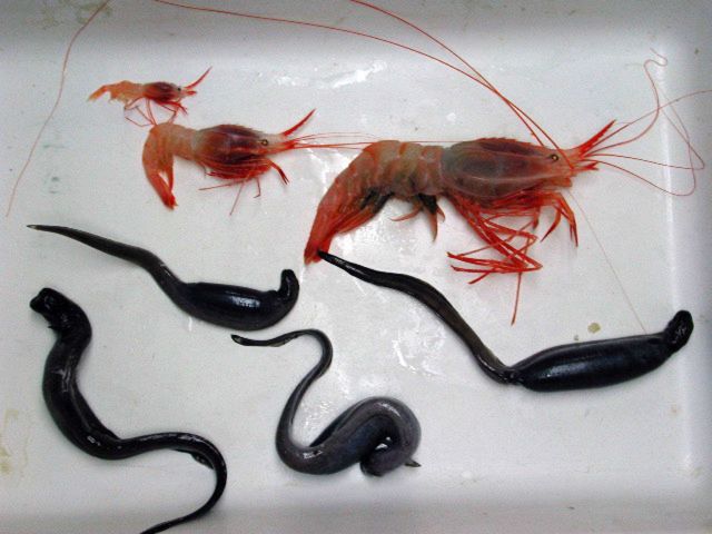 Shrimp (Heterocarpus sp.) and eels (Simenchelys sp.) caught in a scavenger trap. Picture