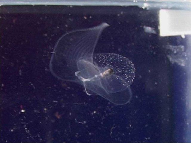 A mid-water pteropod or sea butterfly, Corolla sp. Picture
