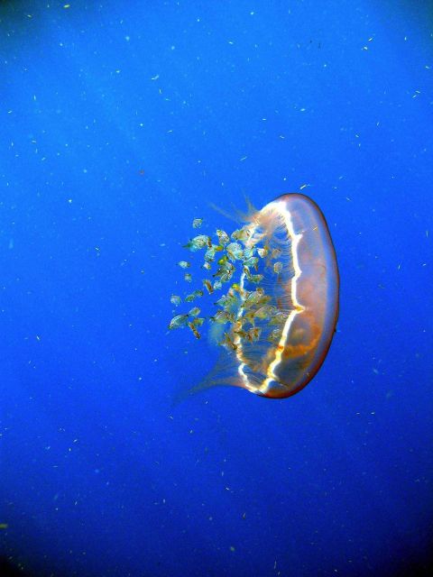 A flotilla of fish follow a transparent drifting jellyfish Aurelia aurita. Picture