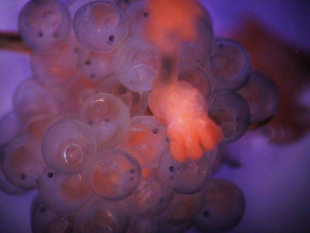 Mass of unidentified fish eggs on Metallogorgia collected at Kelvin Seamount. Picture