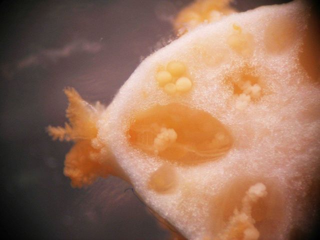 Cross sectional view of polyps and eggs in Paragorgia sp Picture
