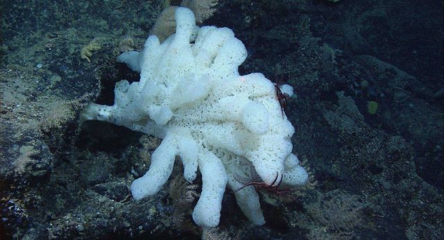 A beautiful white sponge with purple crinoids on Retriever Seamount. Picture