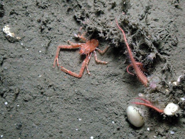 Squat lobster and an abundance of other marine invertebrates Picture