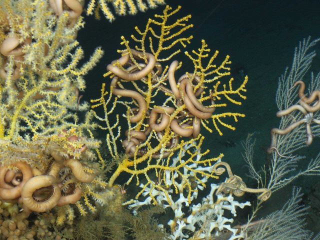Macro image made with 60 mm lens showing sea fans with brittle stars. Picture