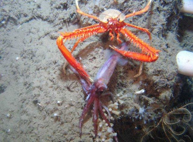 The galatheoid crab Eumunida picta catches and consumes a squid. Picture