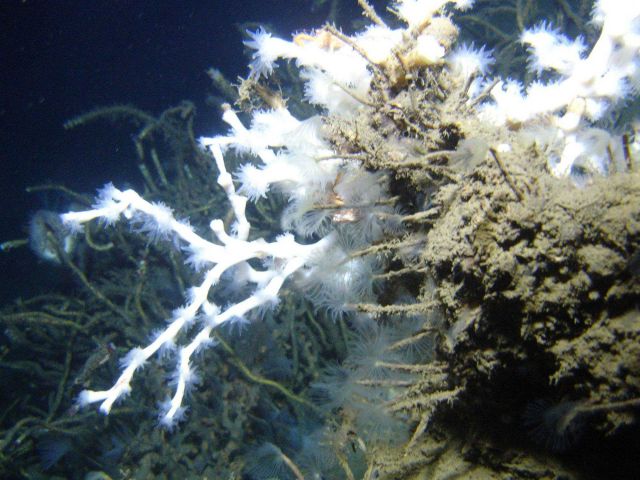 Lophelia pertusa coral, with opened polyps, attached to an authigenic carbonate rock Picture