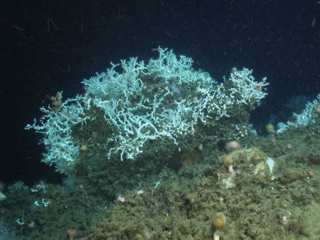 Newly discovered Lophelia pertusa reef Picture