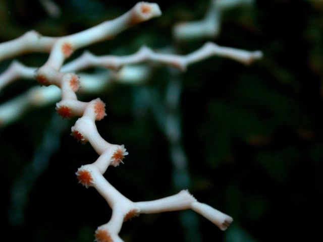 Madrepora oculata (close-up) showing calyx structure Picture