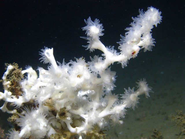 Lophelia pertusa coral, with opened polyps, attached to an authigenic carbonate rock. Picture