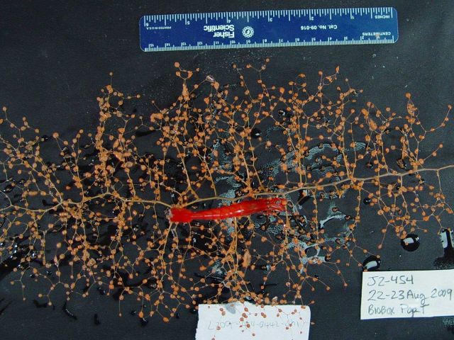 Collected deep-sea shrimp (Bathypalaemonella) with soft coral (Chrysogorgia). Picture