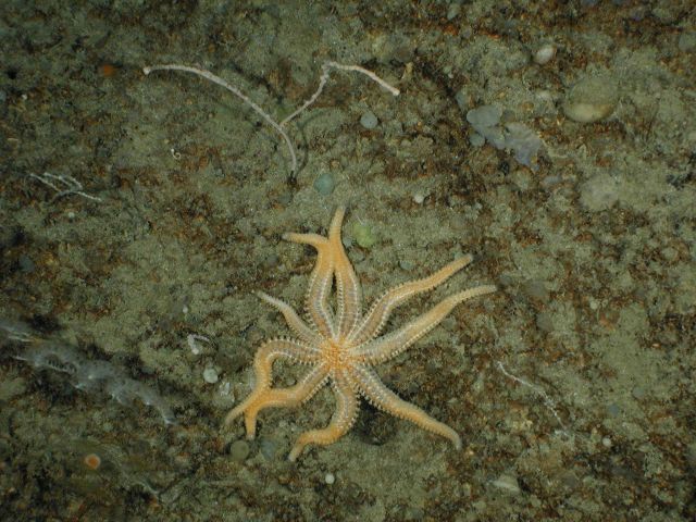 A nine-legged starfish. Picture