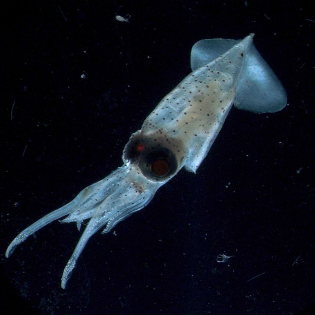A one-centimeter larval squid. Picture