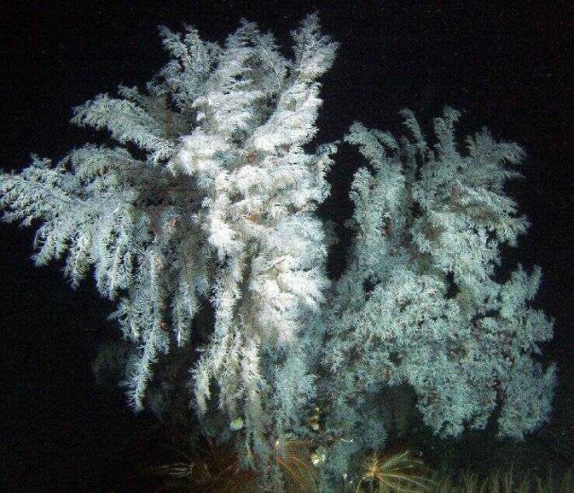 Christmas Tree Coral (Antipathes dendrochristos) Picture