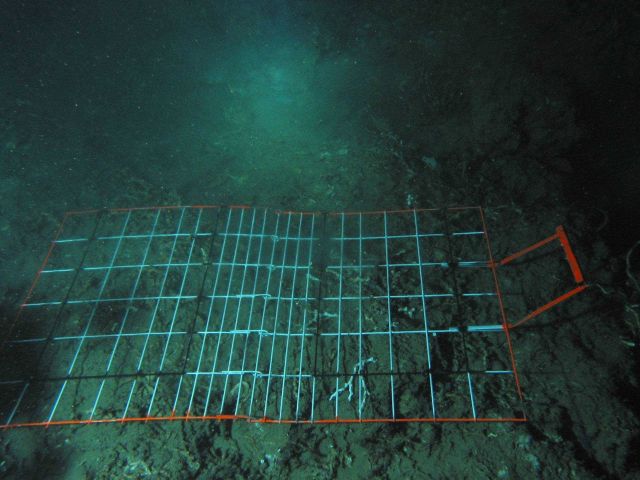 A grid placed on the seafloor to study diversity and distribution of species. Picture