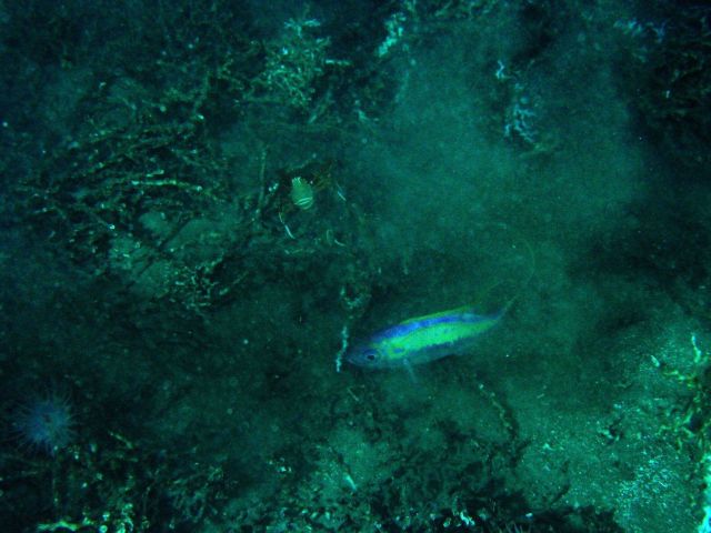 Yellow and blue fish and galatheid crab in lophelia coral Picture
