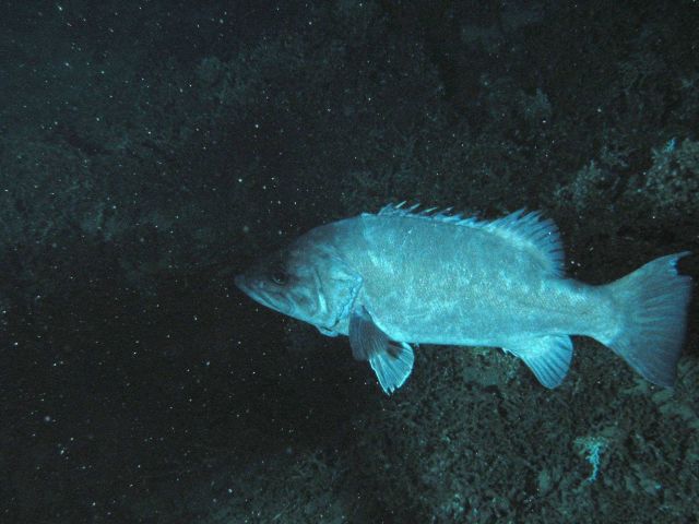 The commercially important wreckfish Polyprion americanus. Picture