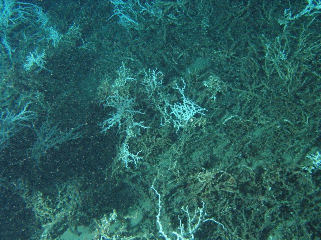 A lophelia colony. Picture