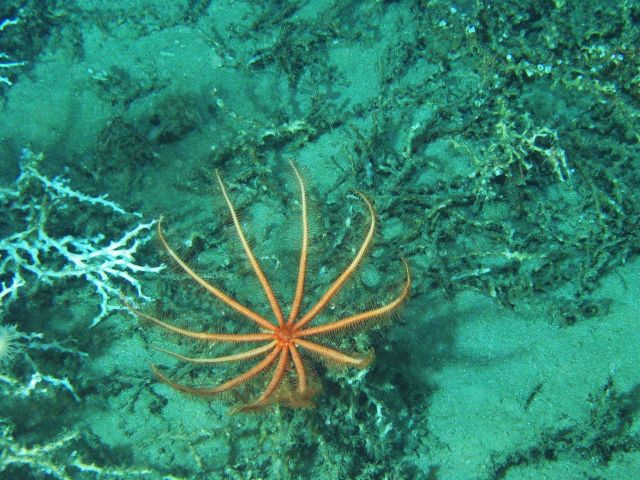 The brisingid sea-star (Novodinia antillensis) is a large invertebrate that is often found perched high on lophelia coral bushes. Picture