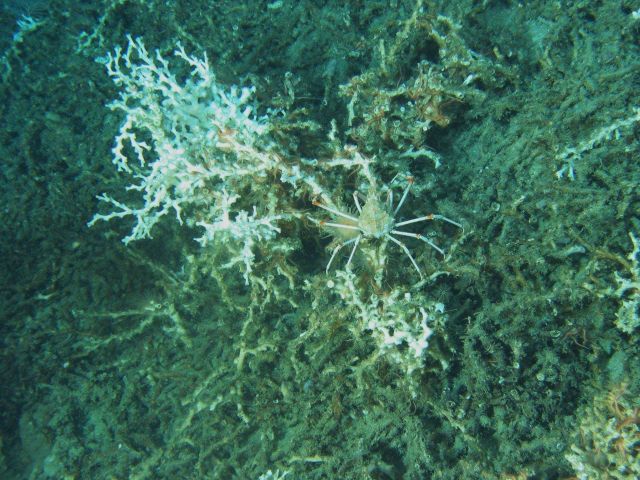 A lophelia bush with a large majid crab and numerous small brittle stars. Picture