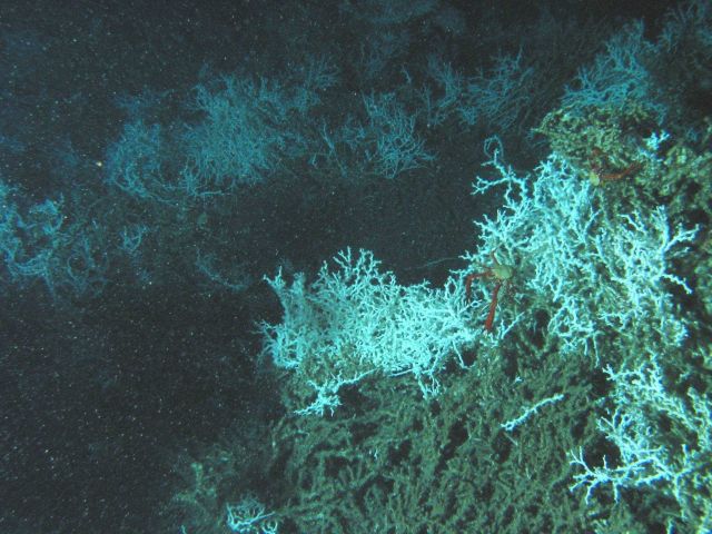 Galatheid crabs on lophelia coral bushes Picture