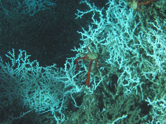 Galatheid crabs on a lophelia coral bush Picture