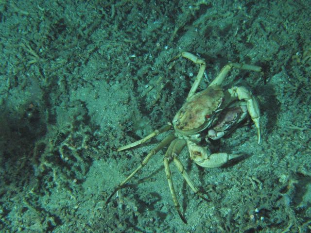 A large crab amidst lophelia rubble Picture