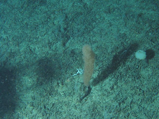 A bottlebrush coral and a white coral in a field of lophelia rubble Picture
