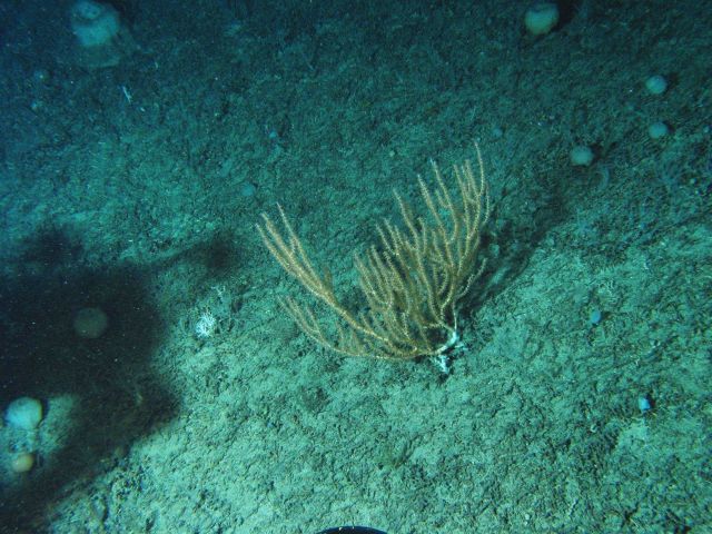 A bamboo coral and white sponges Picture