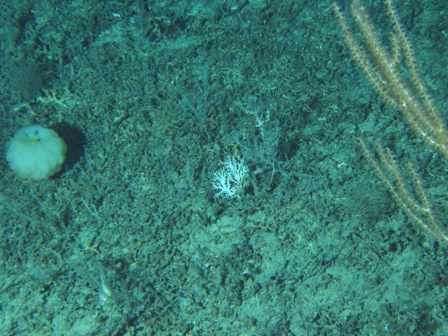A small lophelia coral in the center with a white sponge to left and a few branches of a bamboo coral to the right Picture