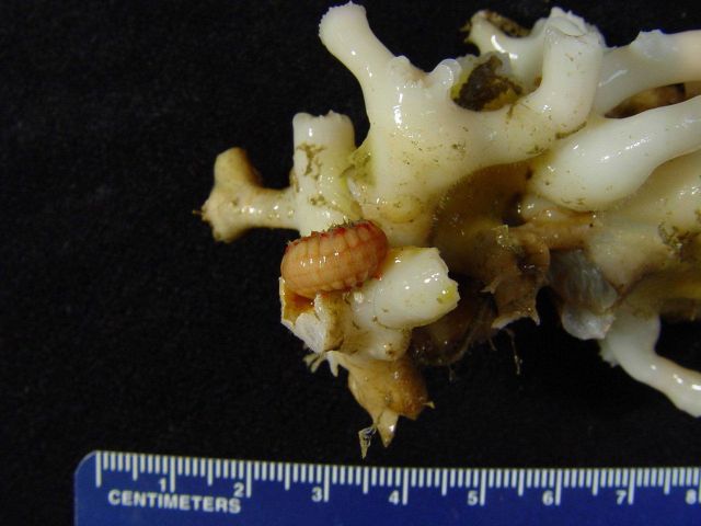 Lophelia with worm Picture