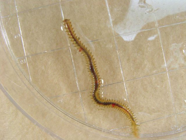 Large worm associated with lophelia bush Picture