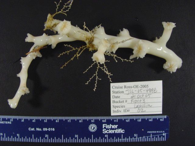 Lophelia bush with delicate invertebrates Picture