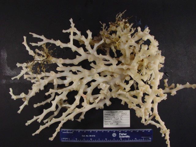 Lophelia bush with delicate invertebrates Picture