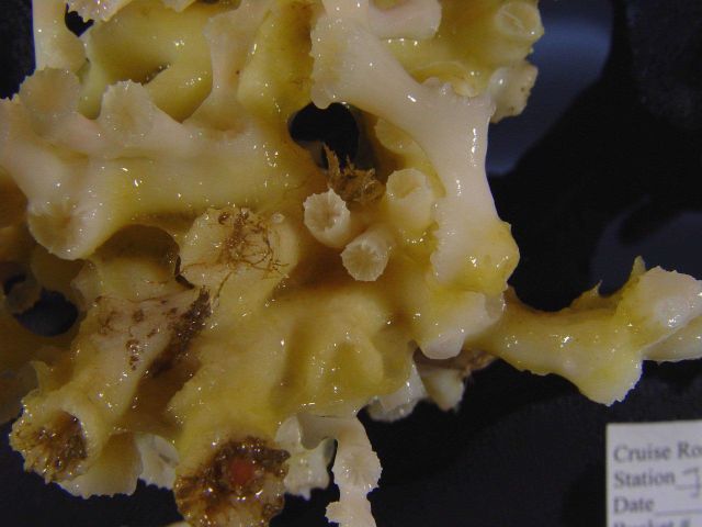 Lophelia bush with delicate invertebrates Picture