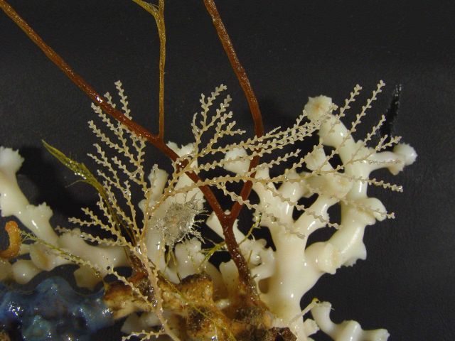 Lophelia bush with an array of various invertebrates Picture