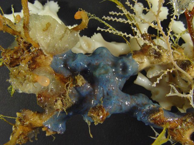 Lophelia bush with an array of various invertebrates Picture