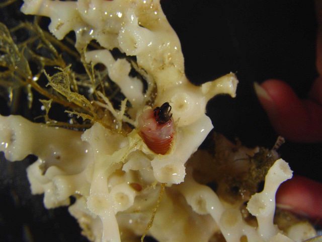 Lophelia bush with delicate invertebrates including an eunicid polychaete worm Picture