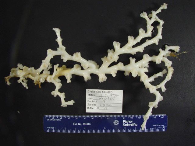 Lophelia bush with delicate invertebrates Picture