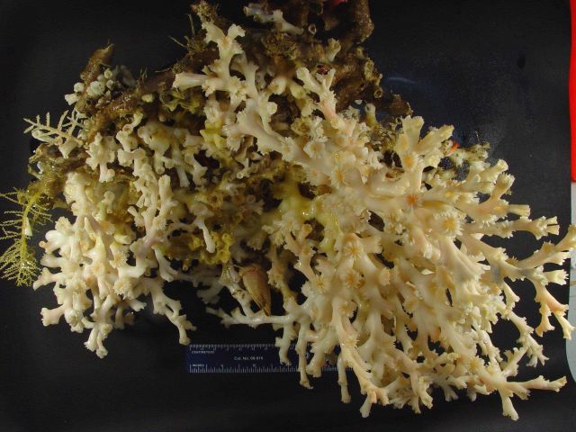 Lophelia bush with delicate invertebrates Picture