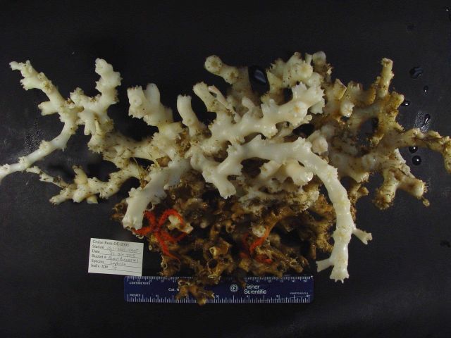 Lophelia bush with delicate invertebrates including red brittlestars. Picture