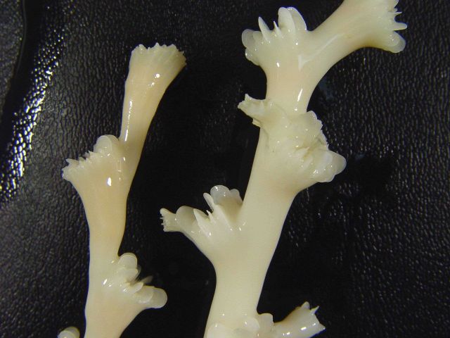 Lophelia bush Picture