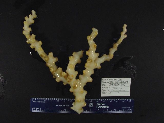 Reef-building coral Enallopsammia profunda Picture