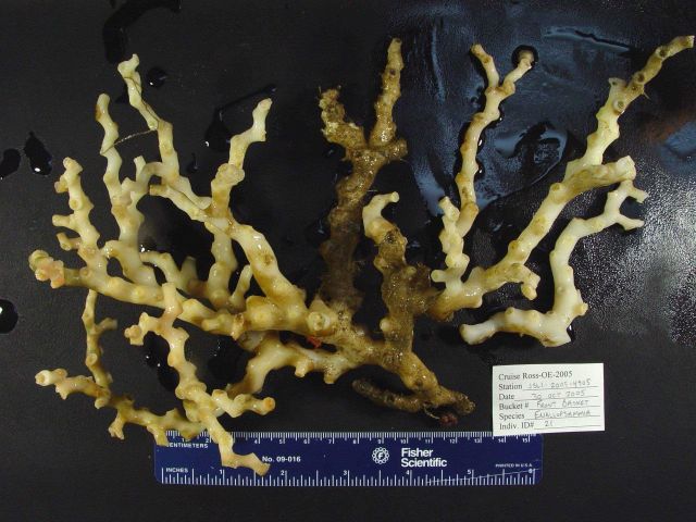 Reef-building coral Enallopsammia profunda Picture