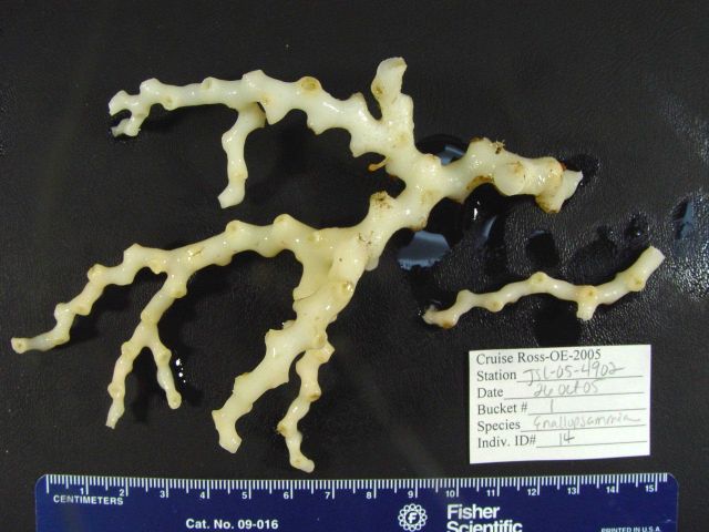 Reef-building coral Enallopsammia profunda Picture