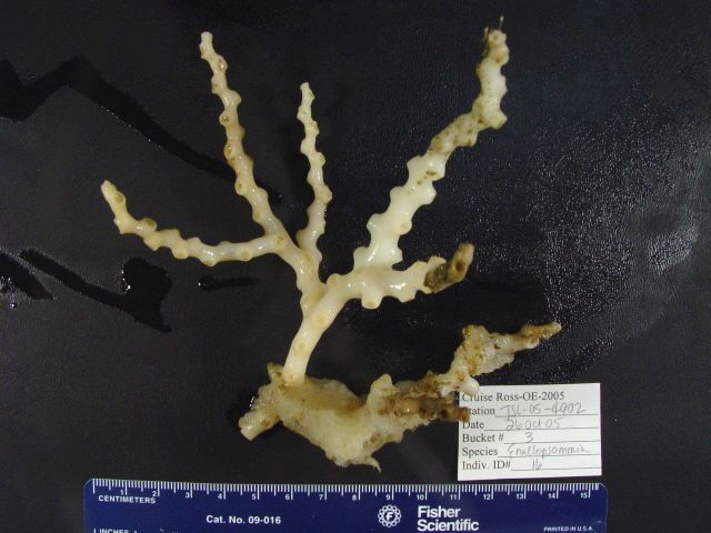 Reef-building coral Enallopsammia profunda Picture