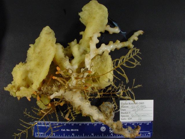 Reef-building coral Enallopsammia profunda providing habitat for numerous invertebrate species Picture