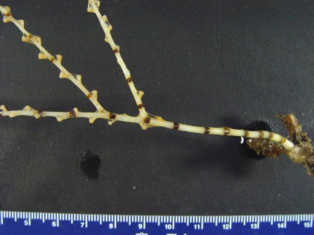 A Keratoisis bamboo coral Picture
