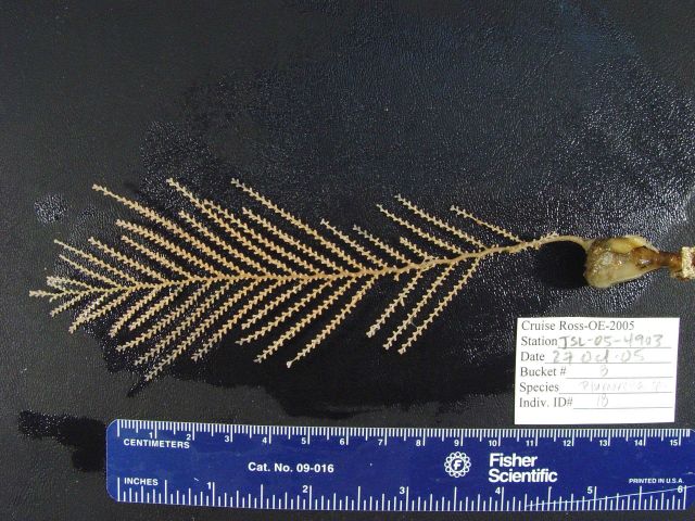Coral of the genus Plumarella Picture